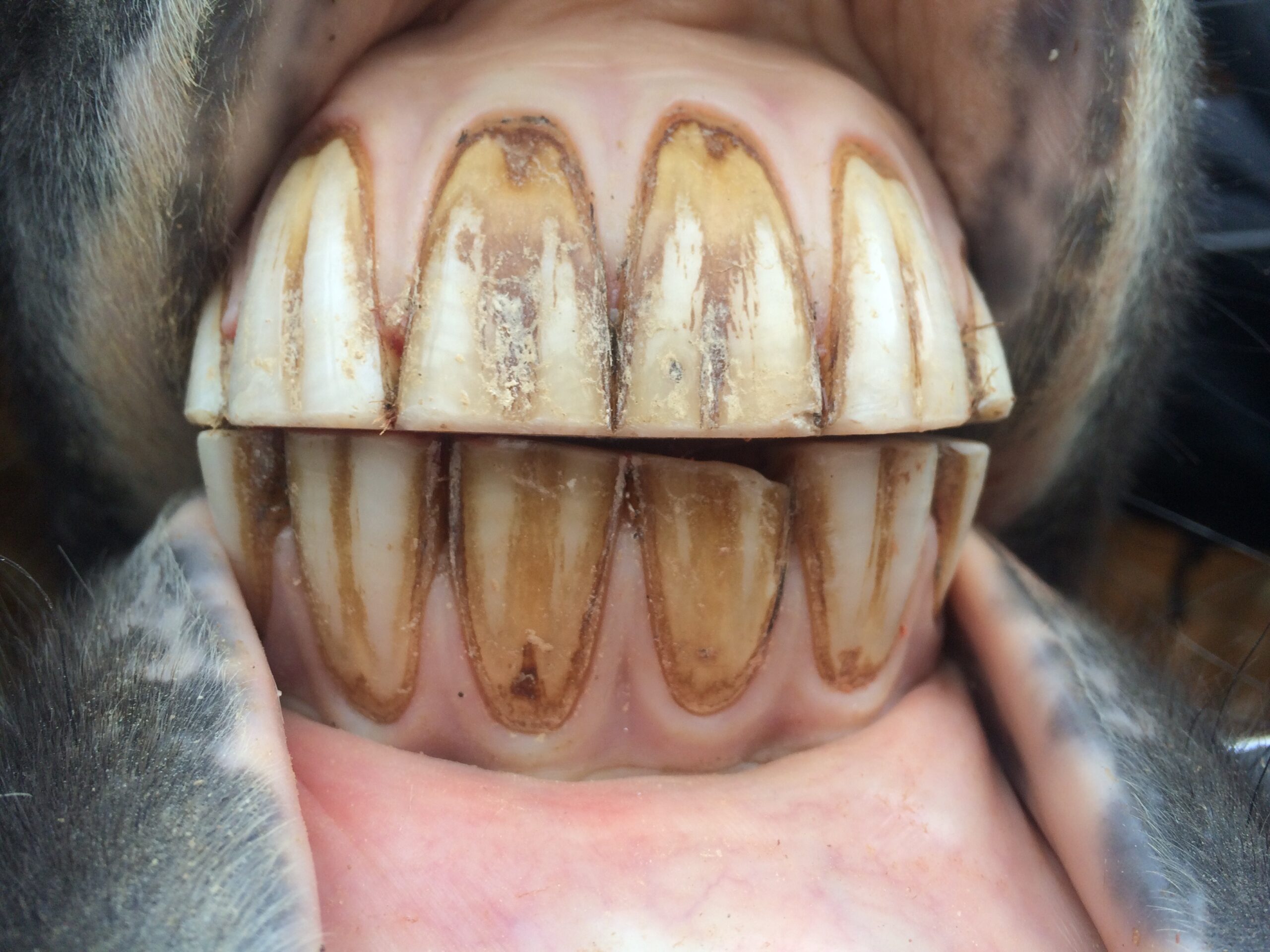 Zahnpflege beim Pferd – ein Erfahrungsbericht