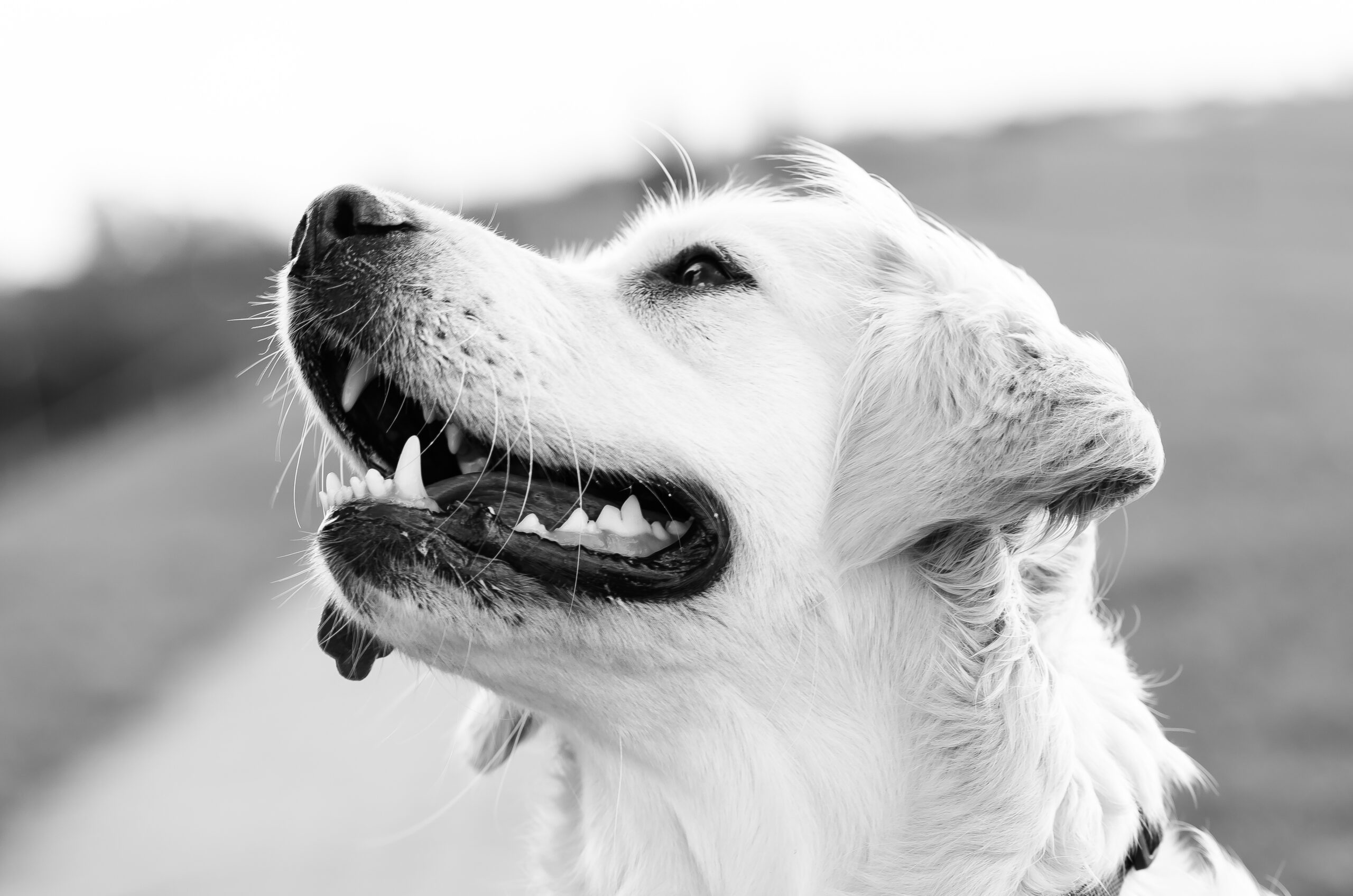 Zahnpflege und Zahnbehandlung beim Hund