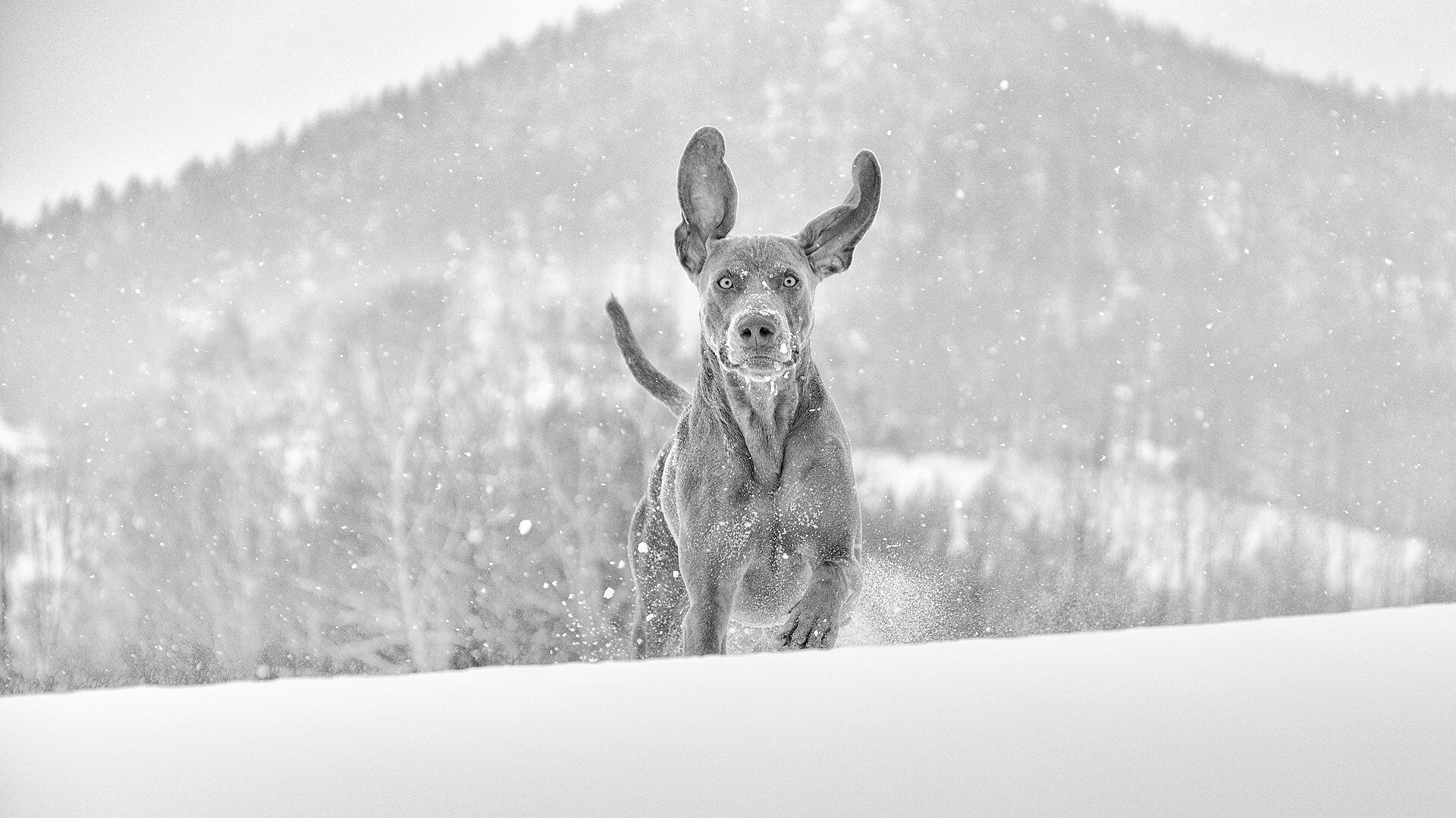 Winterzeit – Gefahrenzeit für die Hundepfoten 