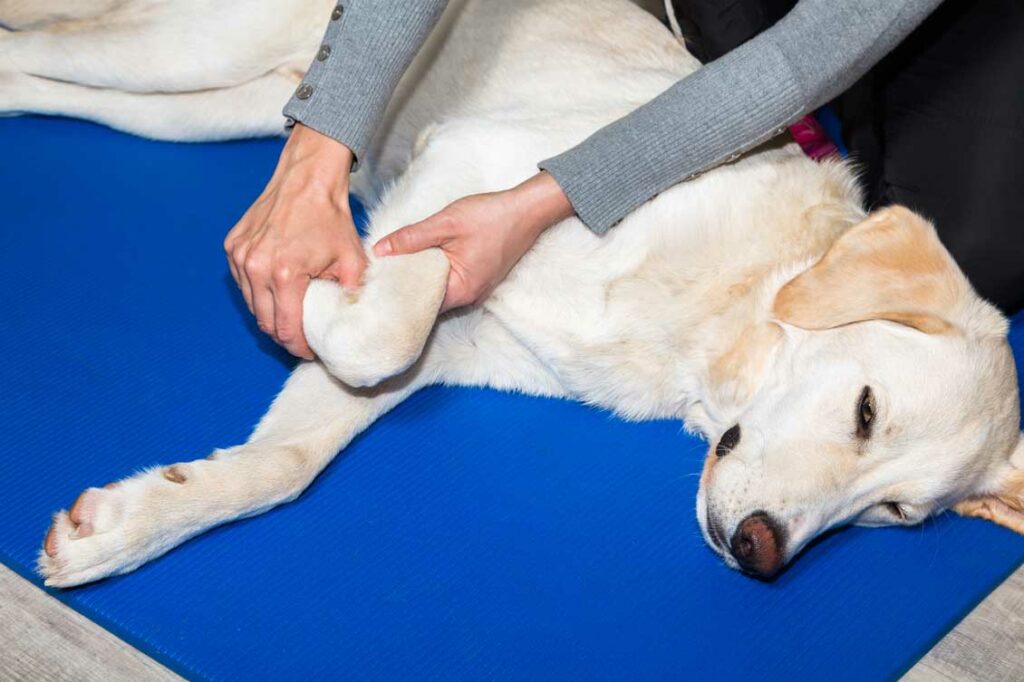 Physiotherapie für Hunde