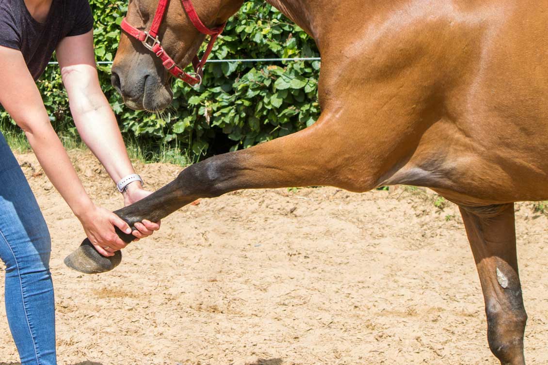 Tierheilpraxis Erfahrungen Pferde 