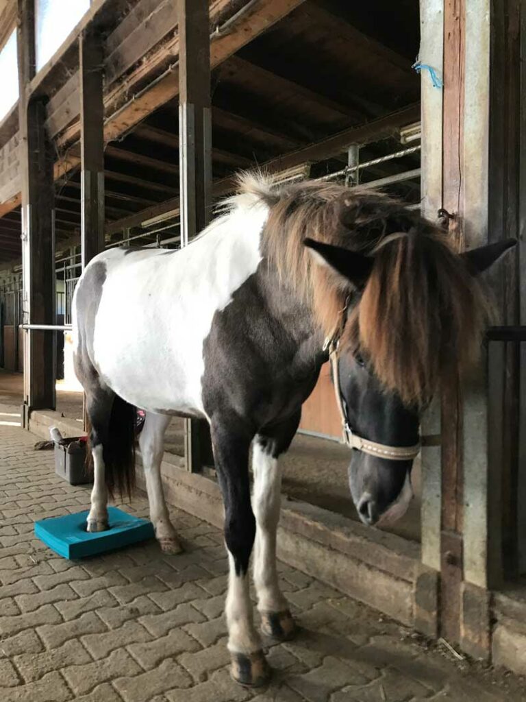 Physiotherapie Pferd-2
