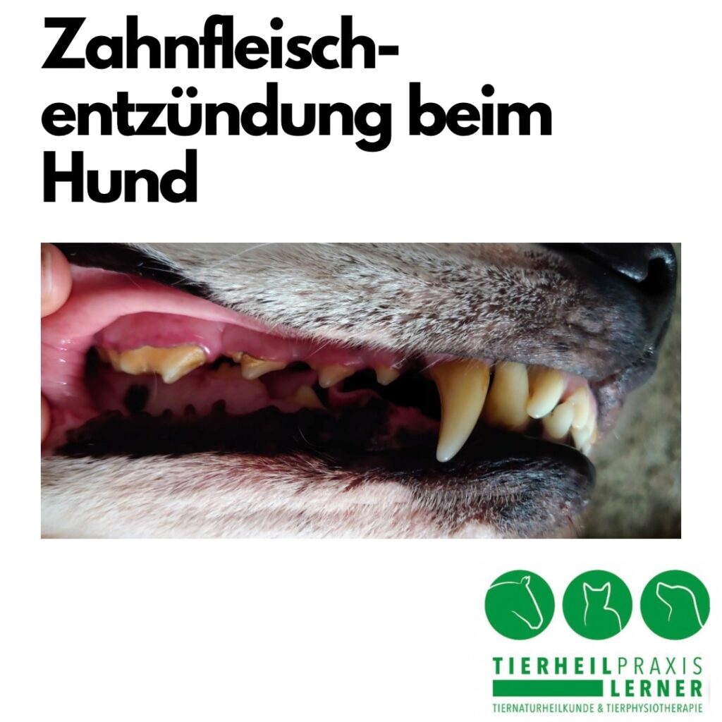 Zahnfleischentzündung beim Hund Tiernaturheilkunde & Tierphysiotherapie Bayern