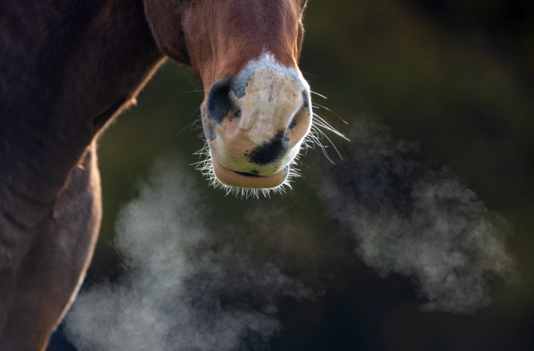 chronischer Husten beim Pferd vermeiden