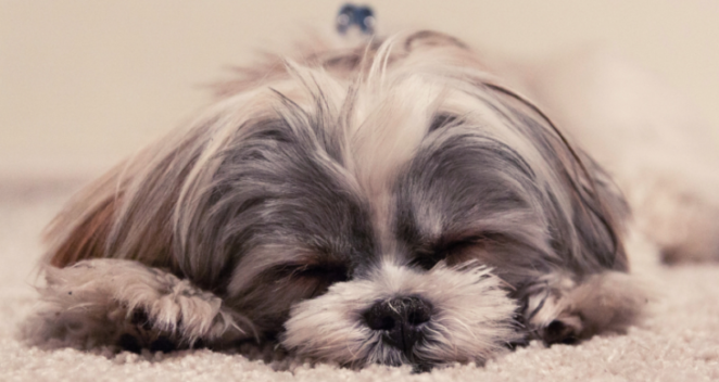 wie viel Ruhe und Schlaf braucht ein Hund am Tag