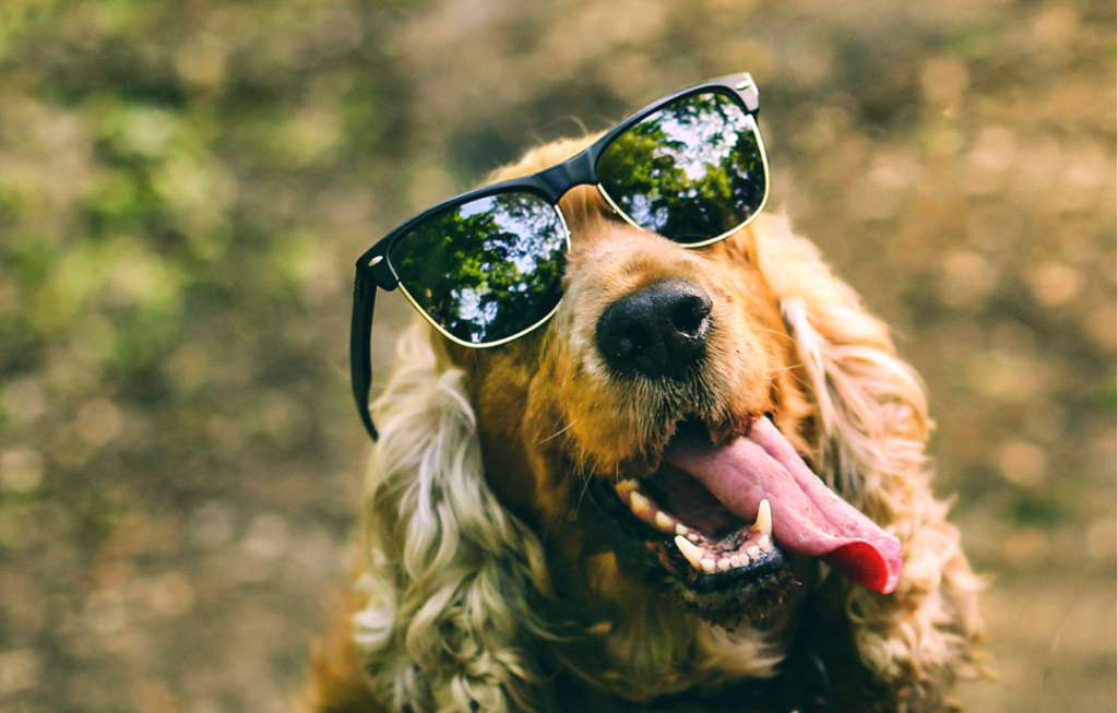 Hitzschlag beim Hund vermeiden