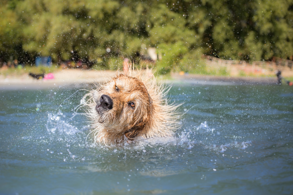 Abkühlung Hund