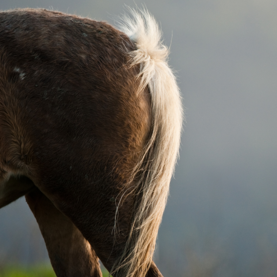 Warum Probleme in der Wirbelsäule und Hinterhand Einfluss auf die Verdauung deines Pferdes haben!