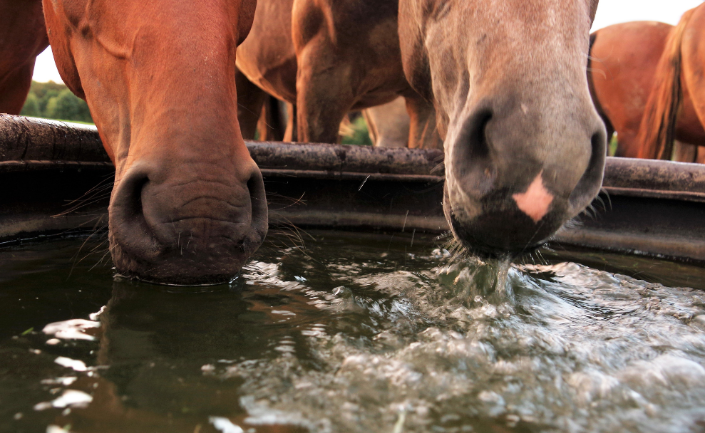 Warum Regenwasser keine Alternative Trinkwasserquelle für dein Pferd ist!