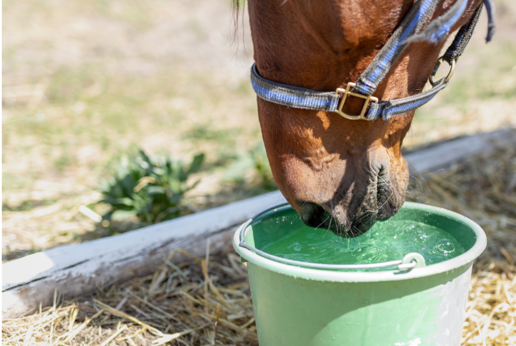 Regenwasser beinhaltet viele Schadstoffe, die den Pferdekörper belasten.