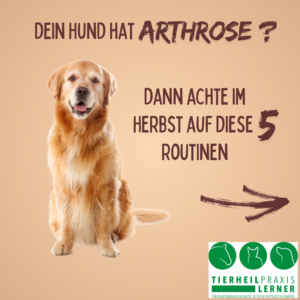 5 Dinge mit denen du Deinen Arthrose-geplagten Hund unterstützen kannst