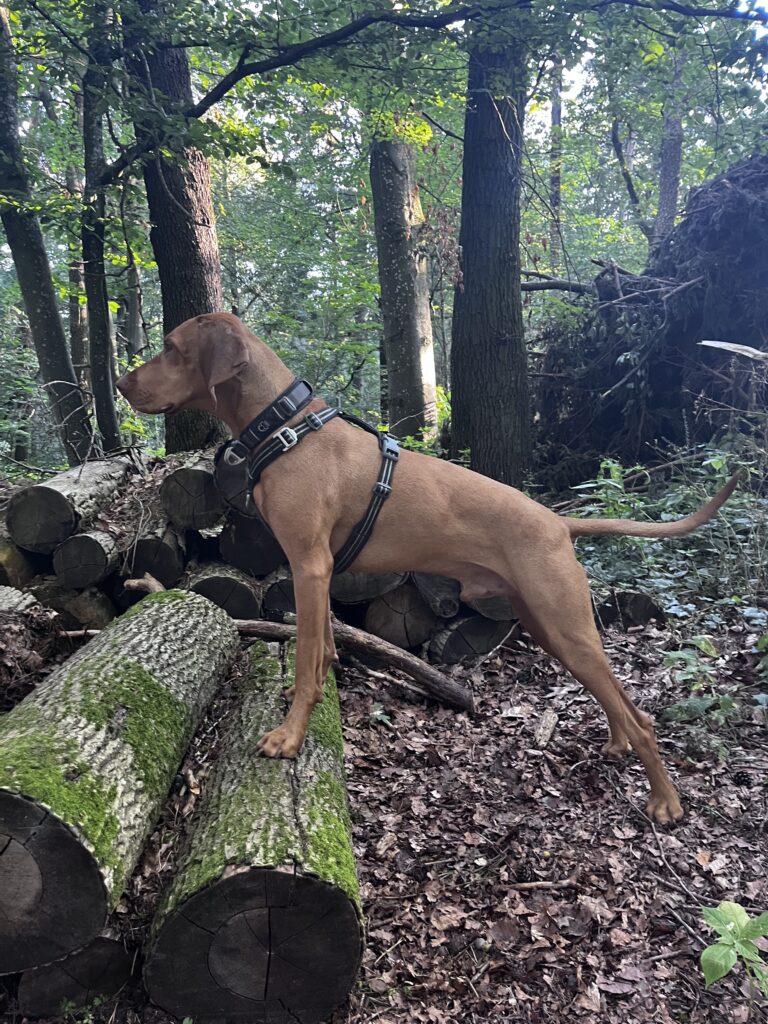 Dehnübungen für ein Cooldown nach dem Gassi oder Hundespiel