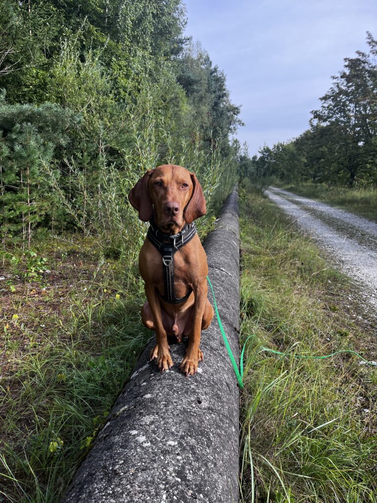 Übungen für deinen Hund. Warm up vor dem Gassi oder dem Hundespiel