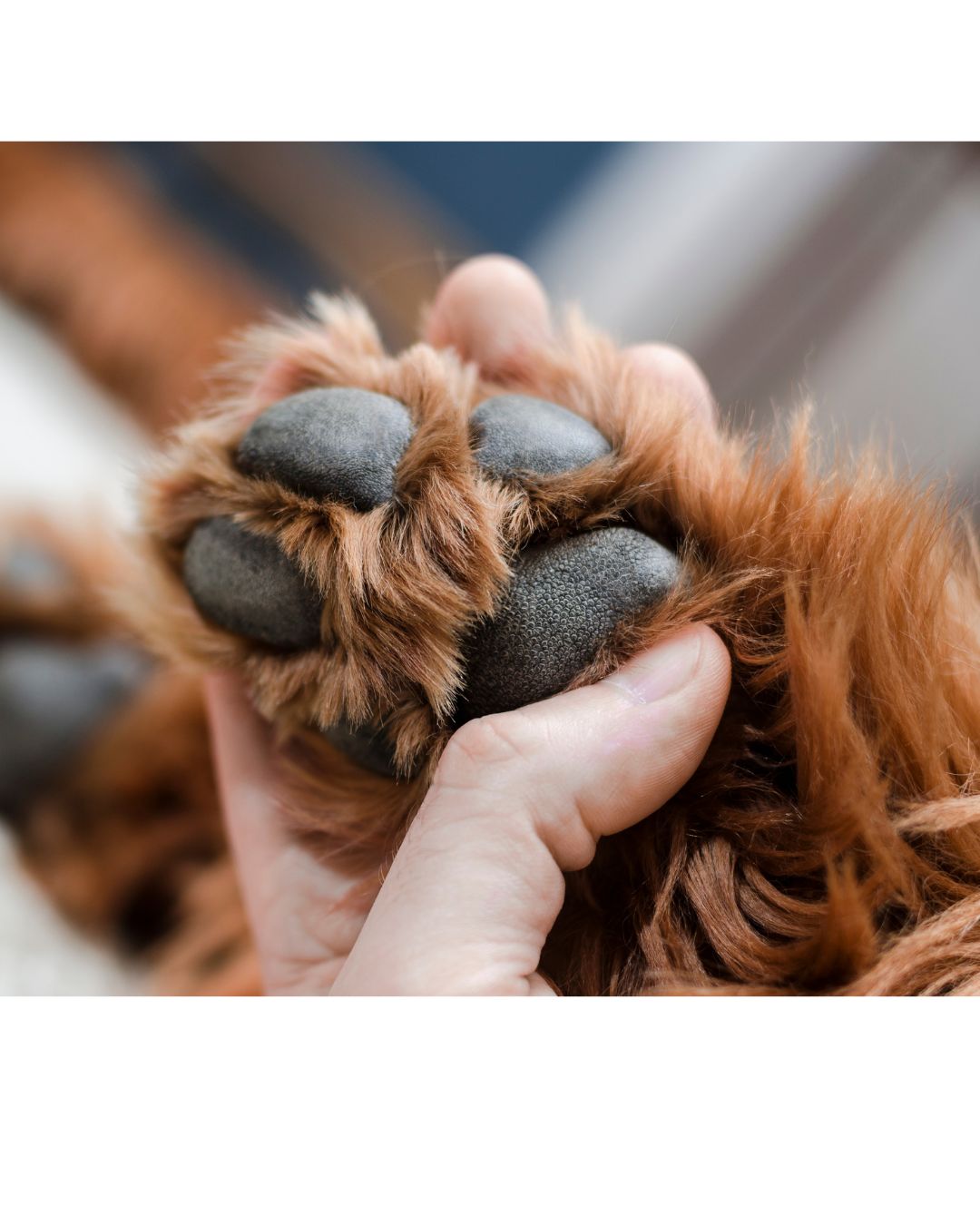Pfotenpflege beim Hund – deshalb ist sie so wichtig! … und wird trotzdem oft vergessen.