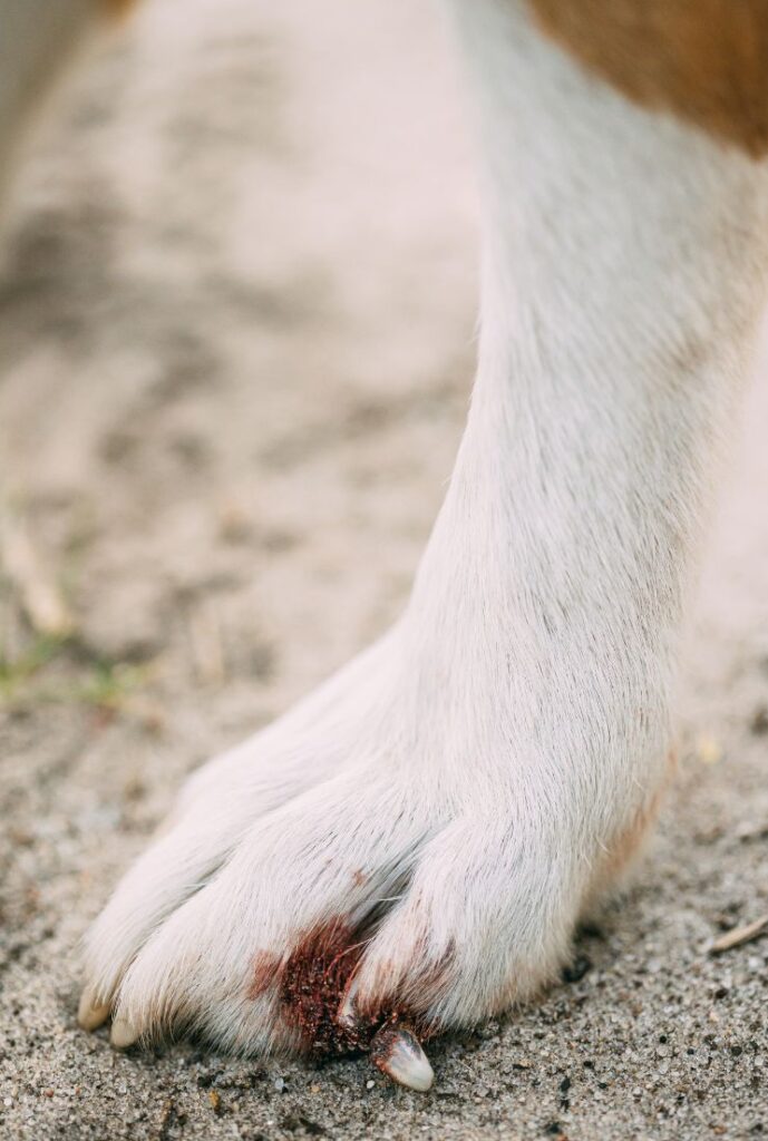 Krallenschneiden beim Hund - wichtiger Bestandteil der Pfotepflege zur Vorbeugung von Verletzungen und Fehlhaltungen