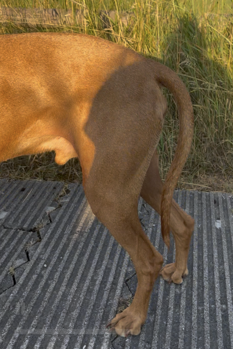 Gebrochene Rute Beim Hund