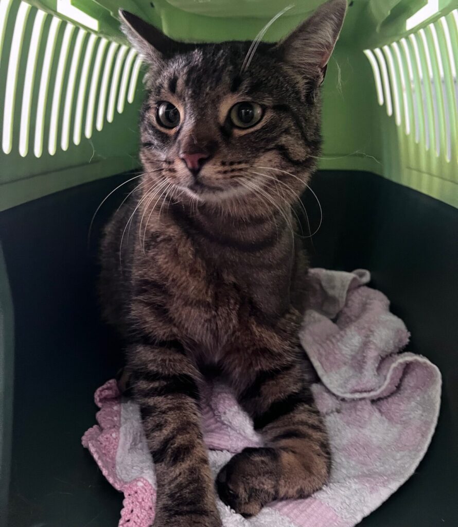 Plexus brachialis Abriss Katze