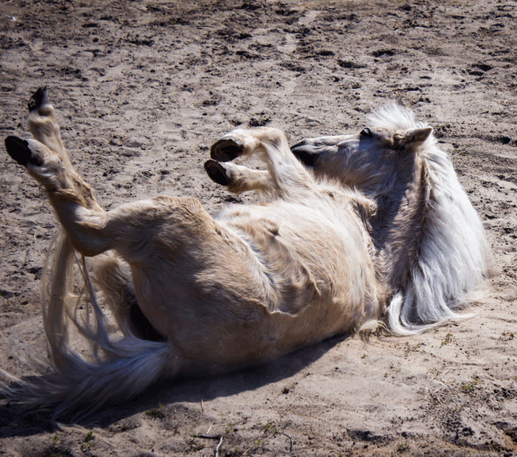 Kolik hat viele Ursachen. Wichtig ist die Nachbehandlung