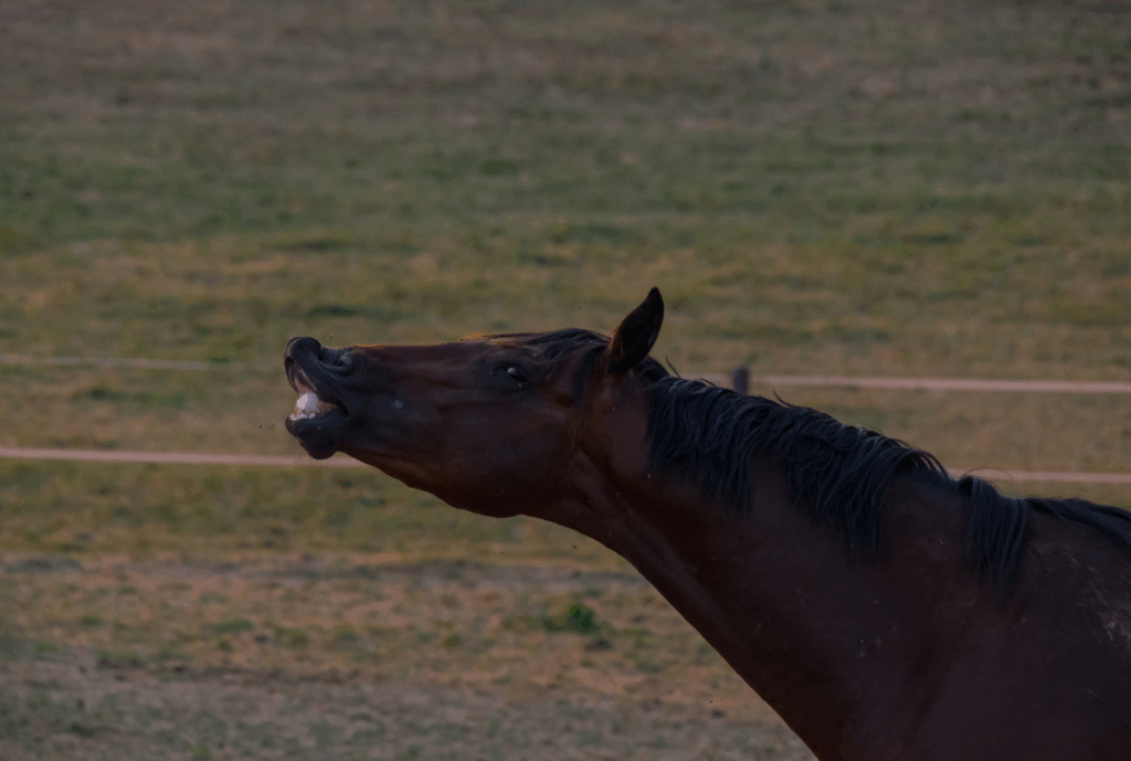 Eine Kolik hinterlässt Spuren, die unbedingt behandelt werden müssen