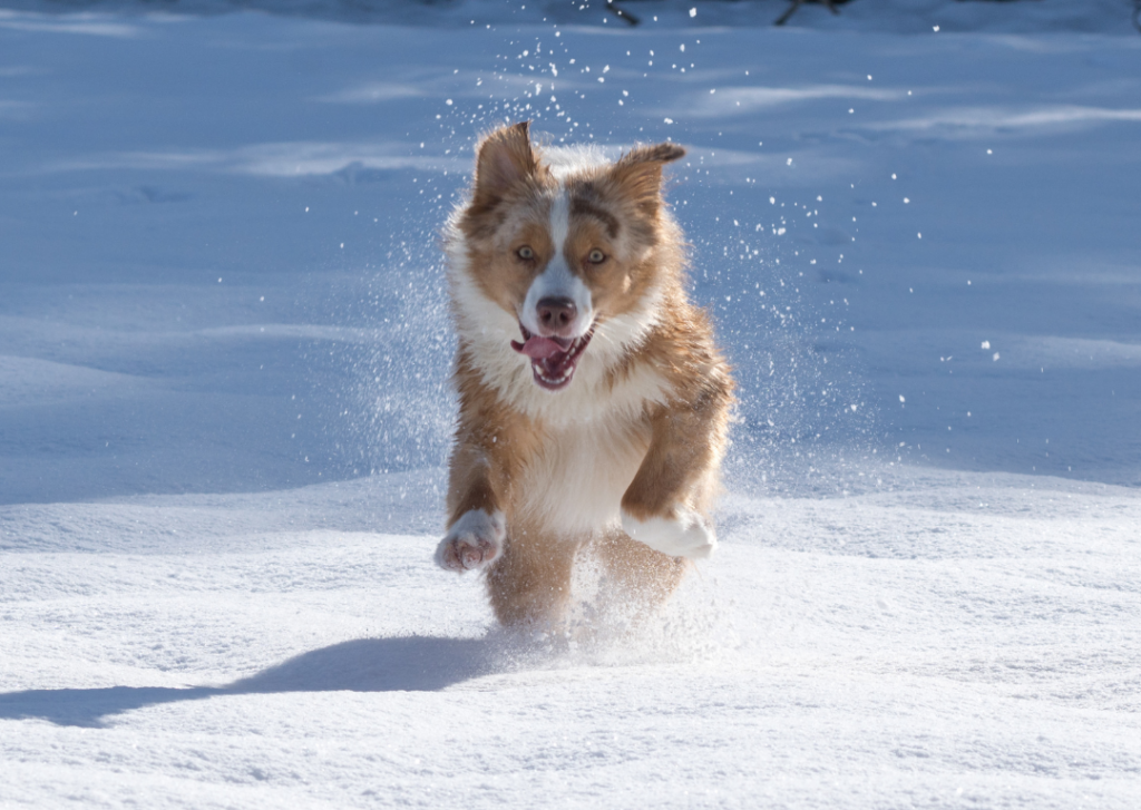 Eine Schneegastritis ist nicht zu unterschätzen. Bei starken Symptomen bitte sofort zum Tierarzt gehen.
