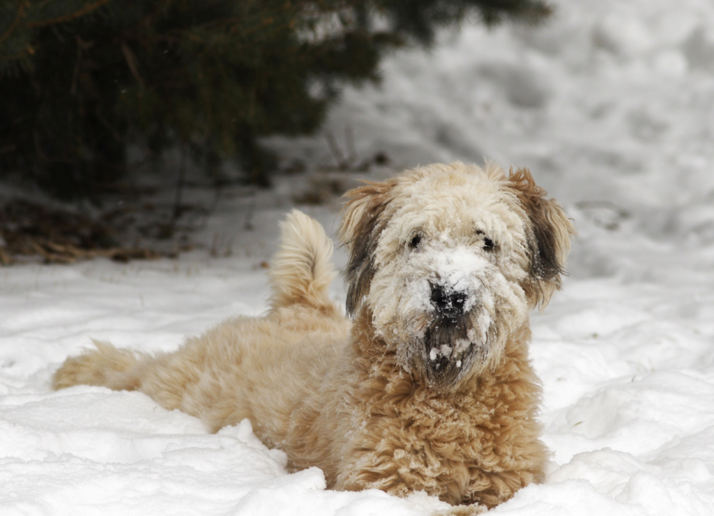 Magenprobleme, Durchfall, Erbrechen sind Symptome einer Schneegastritis