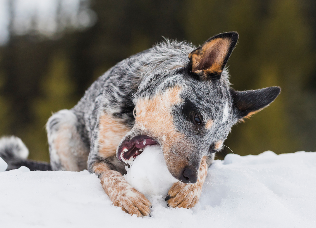 Schnee-Gastritis beim Hund