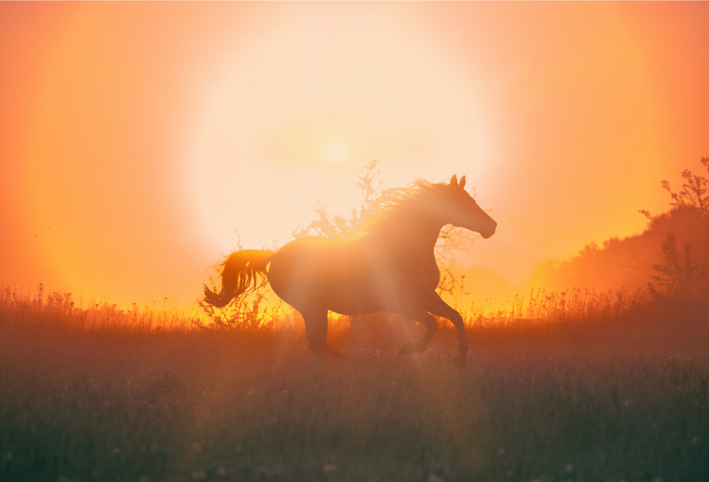 Pferd im Alltag – ganzheitliche Betrachtung von Stoffwechsel und Gesundheit