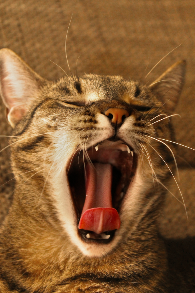 Katze im natürlichen Verhalten – physiologische Entgiftung über Leber und Nieren