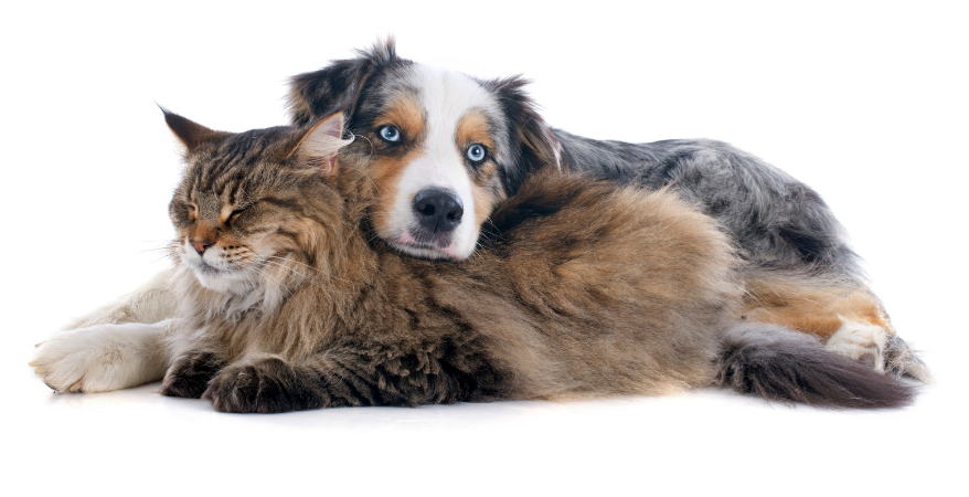 Detox, Entgiftung und Ausleitung bei Pferd, Hund und Katze – sinnvoll oder Marketingtrend?