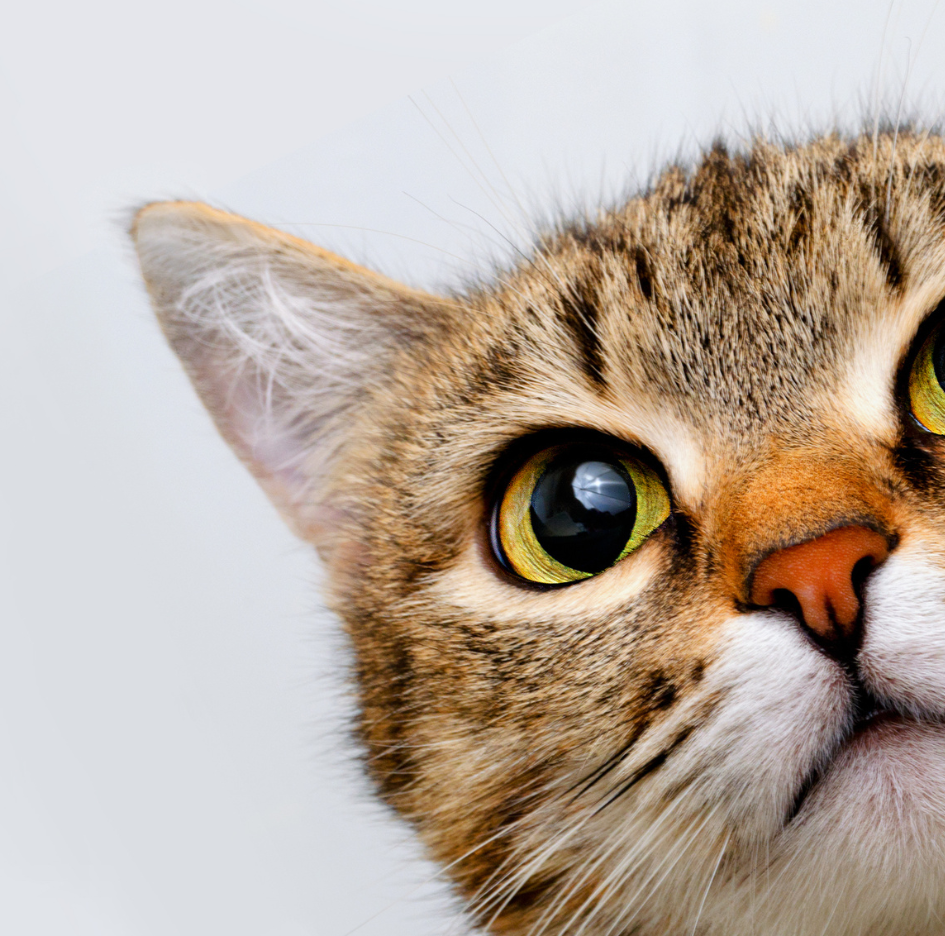 Die stille Schmerzpatientin Katze
